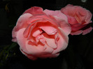 DSCN5532