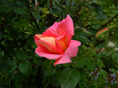 DSCN5610