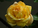 DSCN5687