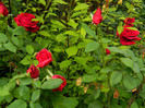 DSCN5693