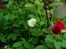 DSCN5768