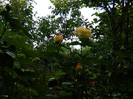 DSCN5779