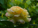 DSCN5784