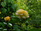DSCN5785