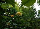 DSCN5788