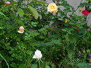 DSCN5795