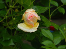 DSCN5796
