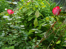 DSCN5824
