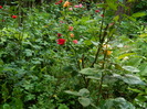 DSCN5825