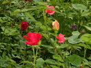 DSCN5826