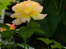 DSCN5831