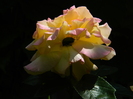 DSCN5845