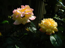 DSCN5855