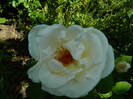 DSCN5875