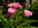 DSCN5885