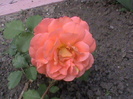 orange (pharmarosa)catarator
