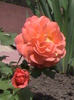 orange (pharmarosa)catarator