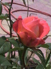 DSC01313