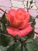 DSC01312