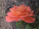 DSC01306