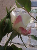 DSC01320