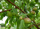 nectarine