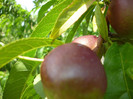 nectarine de iulie