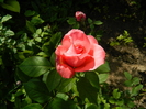 DSCN5989
