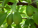 prune D'Agen