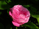 DSCN5991