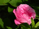 DSCN5992