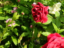 DSCN5993