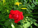 DSCN6003