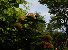DSCN6005