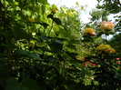 DSCN6006