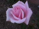 DSC00911