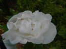 DSCN6159