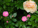 DSCN6161