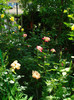 DSC00747