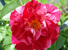 DSC00767