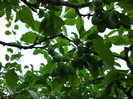 P1000615
