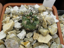 T. gielsdorfianus