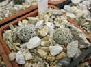 Turbinicarpus horripilus