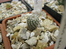 T. krainzianus