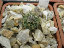 Turbinicarpus macrochele SB830