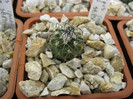 T. macrochele SB830