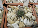 T.schmiedickianus v.lilinkeidus