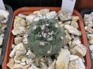 Turbinicarpus schwarzii