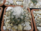 T. viereckii L1159