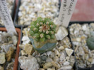 Strombocactus disciformis v.esperanzae